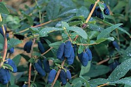 Jagoda kamczacka Atut Lonicera caerulea var. kamtschatica P9