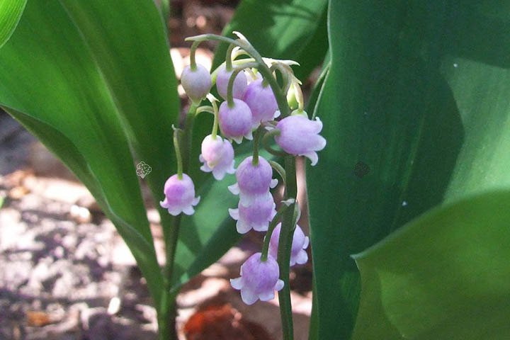 Konwalia majowa Rosea Convallaria majalis P9