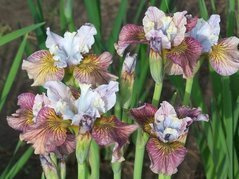 Kosaciec syberyjski Painted Woman Iris sibirica C2