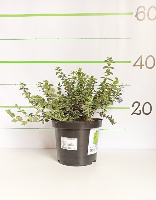 Trzmielina Fortune'a Emerald Gaiety Euonymus fortunei C2