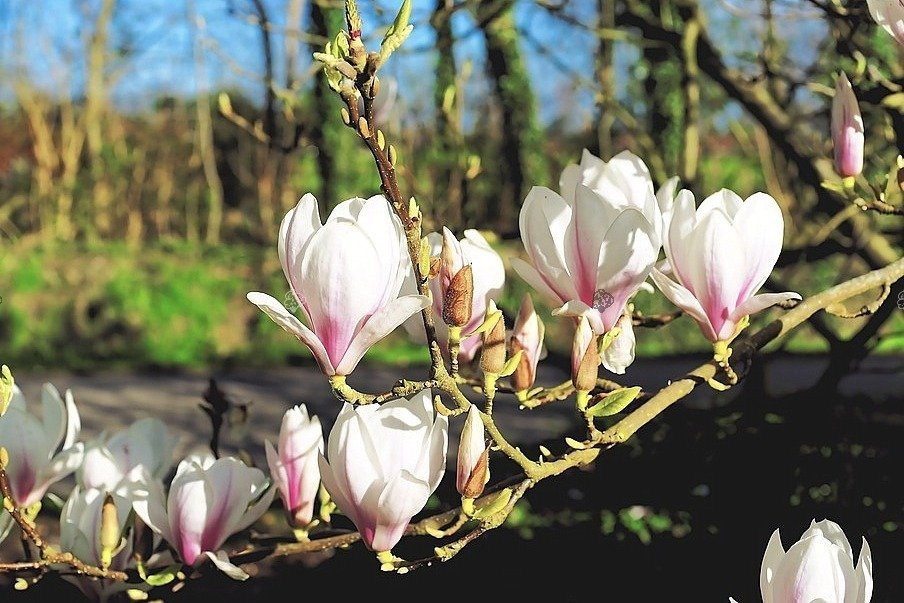 Magnolia Soulange'a Alba Superba Magnolia soulangeana C3