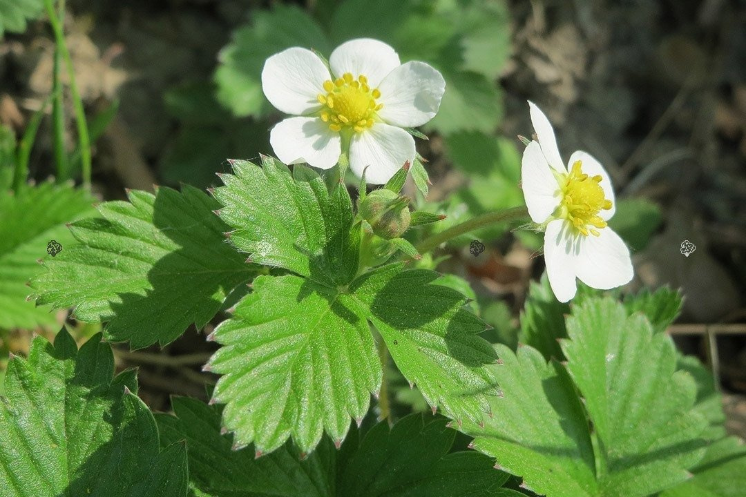 Poziomka pospolita Rugia Fragaria vesca P9