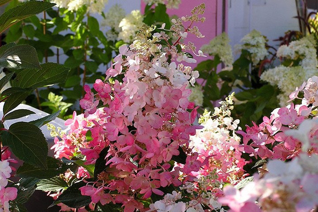 Hortensja bukietowa Pinky Winky PBR Hydrangea paniculata C5