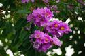Lagerstroemia indyjska Berry Dazzle PBR Lagerstroemia indica P9