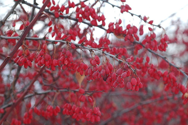 Berberys koreański Berberis koreana P9