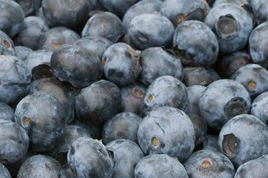 Borówka amerykańska Earliblue Vaccinium corymbosum C1,5