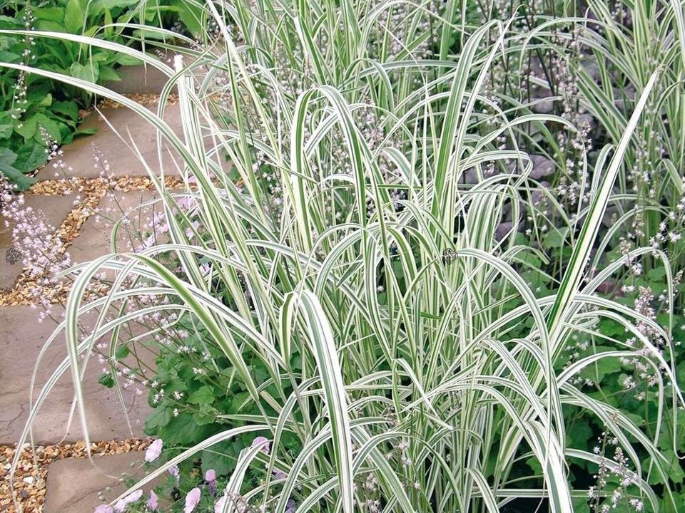 Mozga trzcinowata Picta Phalaris arundinacea P9