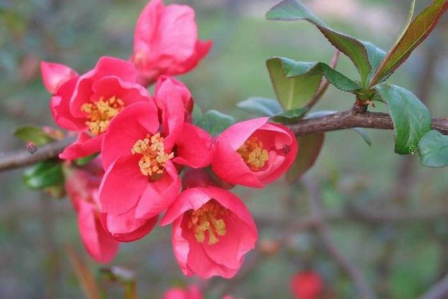 Pigwowiec pośredni Pink Lady Chaenomeles superba P9