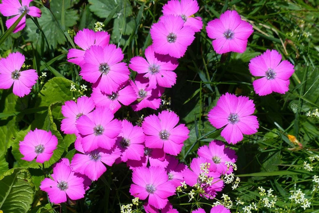 Goździk siny Firewitch Dianthus gratianopolitanus C2