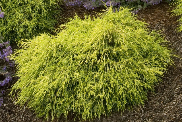 Cyprysik groszkowy Sungold Chamaecyparis pisifera C2