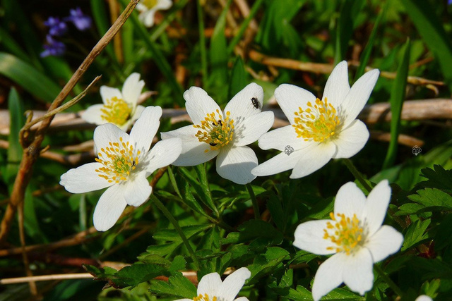 Zawilec wielkokwiatowy Anemone sylvestris P9