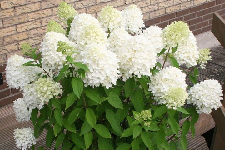 Hortensja bukietowa Magical Sweet Summer PBR Hydrangea paniculata C2