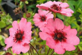 Pięciornik nepalski Miss Willmott Potentilla nepalensis P9