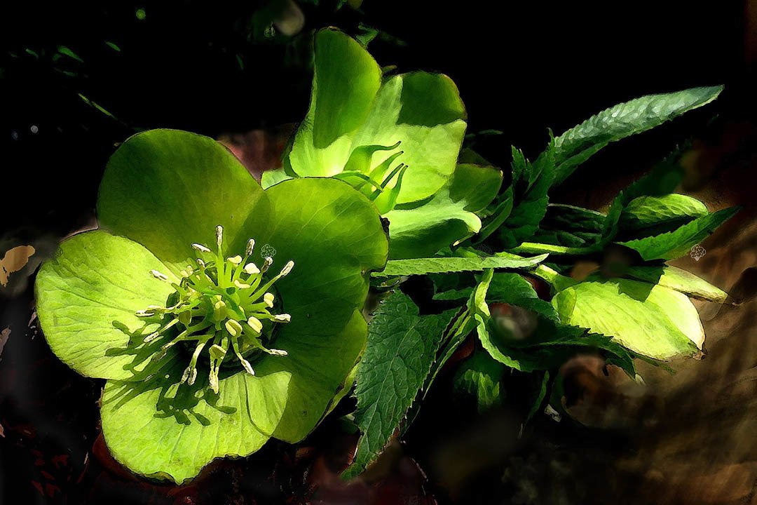 Ciemiernik biały Helleborus niger P9