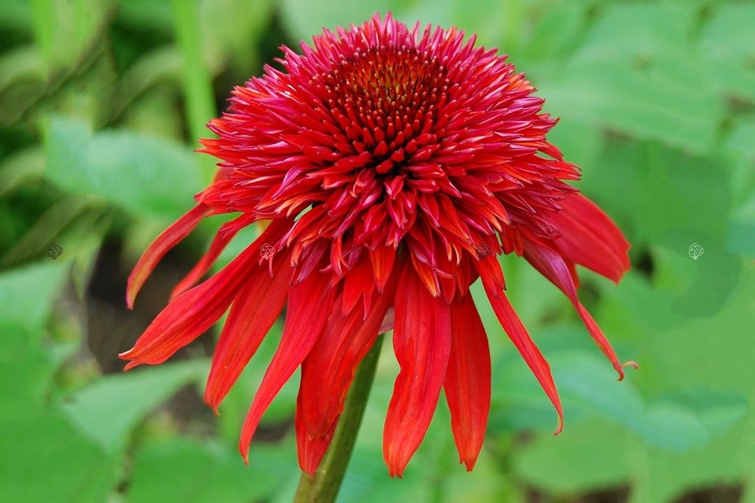 Jeżówka Cinnamon Cupcake Echinacea C3