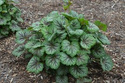 Żurawka Green Spice Heuchera P9