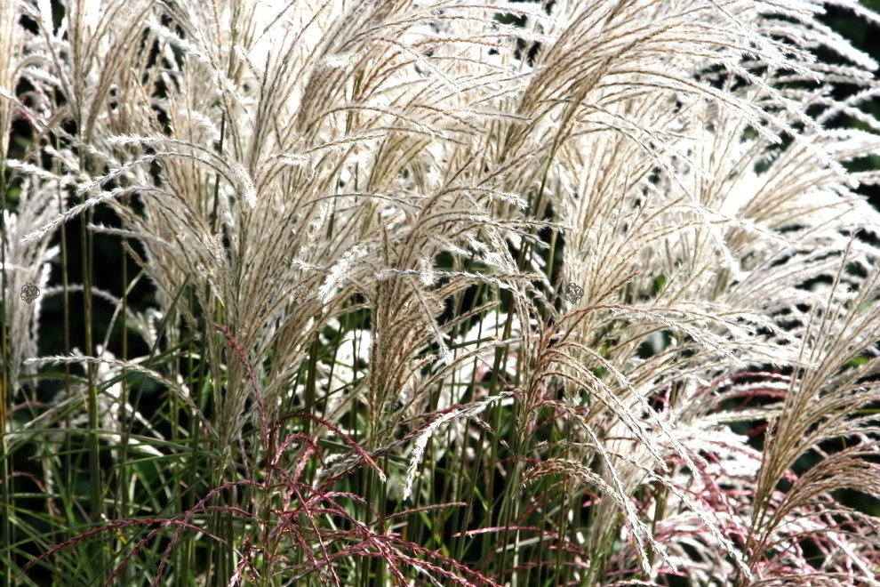 Miskant chiński Graziella Miscanthus sinensis C5