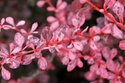 Berberys Thunberga Rose Glow Berberis thunbergii C2