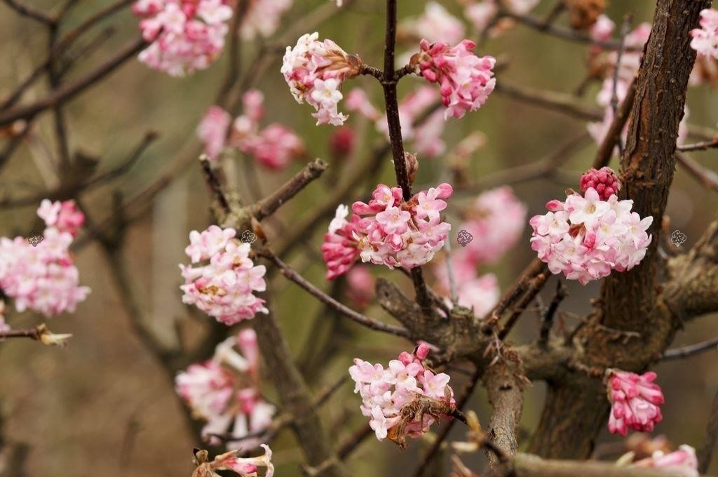 Kalina bodnantska Charles Lamont Viburnum bodnantense P9