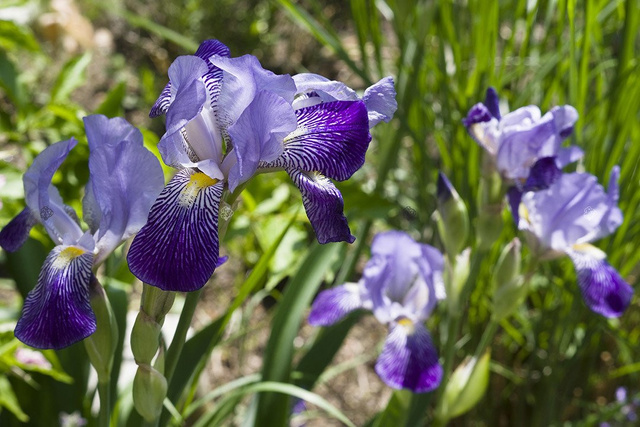 Kosaciec blady Variegata Iris pallida P9
