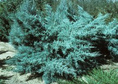 Jałowiec Pfitzera Pfitzeriana Glauca Juniperus pfitzeriana P9