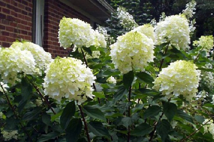 Hortensja bukietowa Silver Dollar PBR Hydrangea paniculata C5