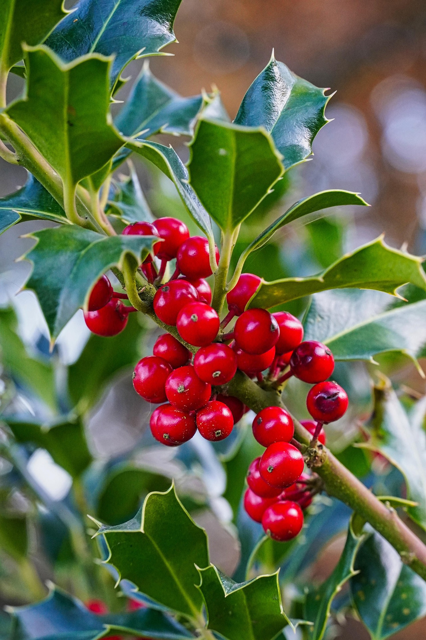 Ostrokrzew Meservy Blue Princess Ilex meserveae C2