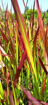 Imperata cylindryczna Red Baron Imperata cylindrica