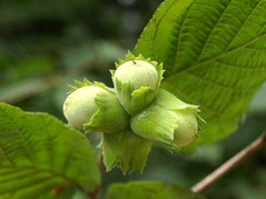 Leszczyna Webba Cenny Corylus avellana C2