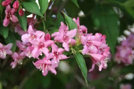 Krzewuszka Rosea Weigela P9