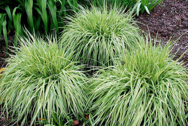 Turzyca stożkowata Snowline Carex conica C2
