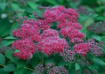 Tawuła japońska Double Play Red PBR Spiraea japonica C3