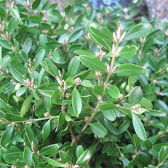 Bukszpan drobnolistny Herrenhausen Buxus microphylla P9