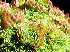 Rozularia płaskolistna Rosularia platyphylla P9