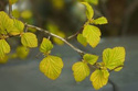Pęcherznica kalinolistna Luteus Physocarpus opulifolius C2