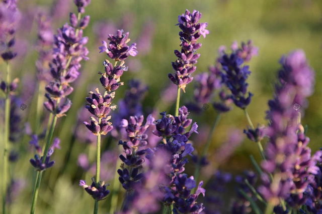 Lawenda pośrednia Pure Platinum Nico Lavandula intermedia P9