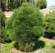 Sosna drobnokwiatowa Blue Giant Pinus parviflora C5