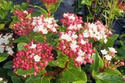 Kalina wawrzynowata Gwenllian Viburnum tinus