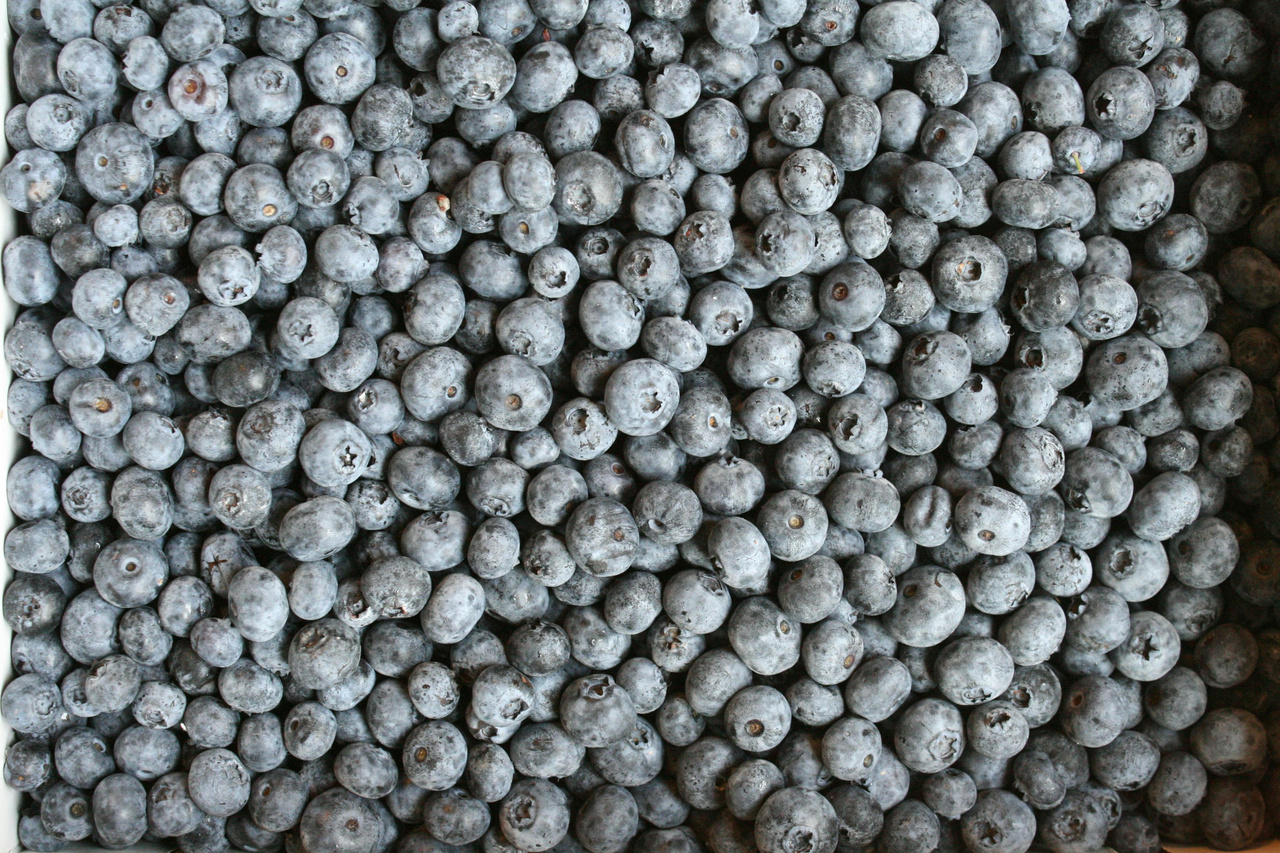 Borówka amerykańska Bluecrop Vaccinium corymbosum C2