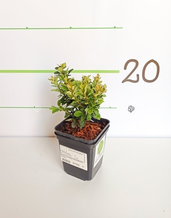 Berberys Thunberga Kobold Berberis thunbergii C2