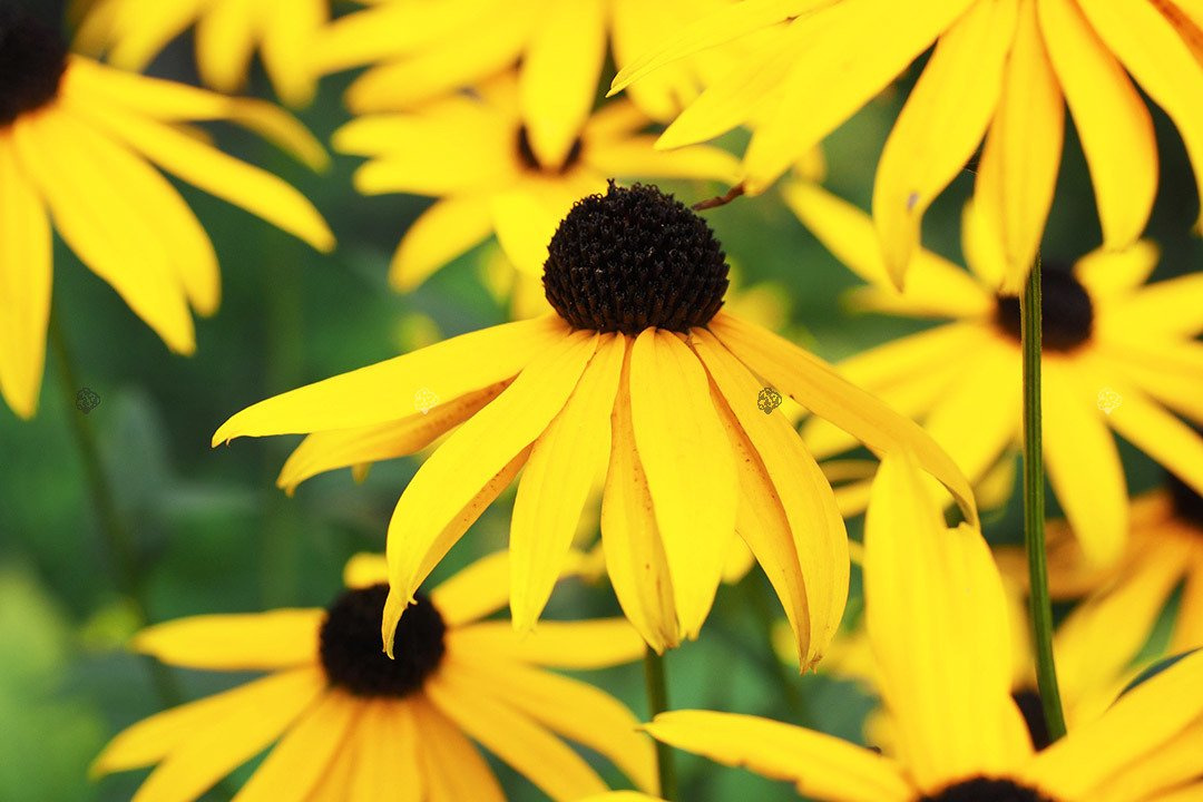 Rudbekia błyskotliwa Rudbeckia fulgida C1,5