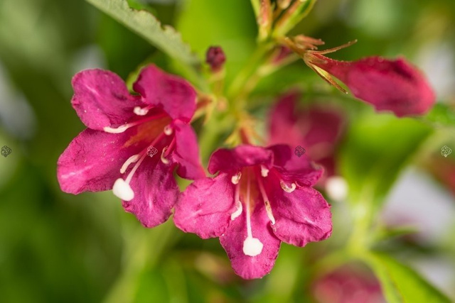 Krzewuszka Evita Weigela P9