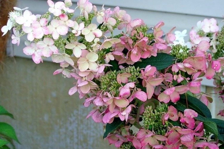 Hortensja bukietowa Pink Diamond Hydrangea paniculata C2