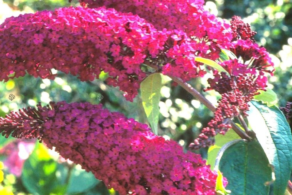 Budleja Davida Tricolor Buddleja davidii 3xP9