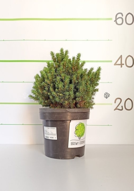 Świerk biały Alberta Globe Picea glauca C3