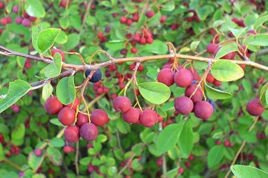 Świdośliwa Lamarcka Amelanchier lamarckii C2