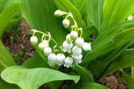 Konwalia majowa Convallaria majalis P9