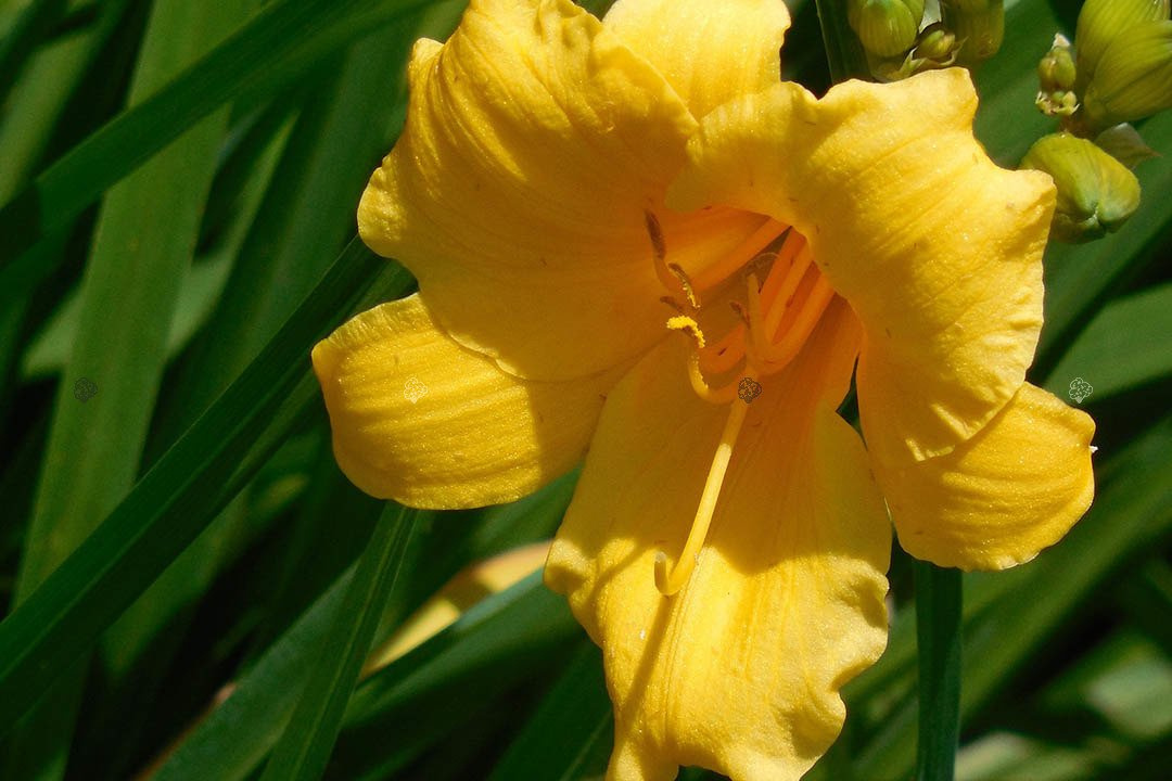 Liliowiec Stella De Oro Hemerocallis