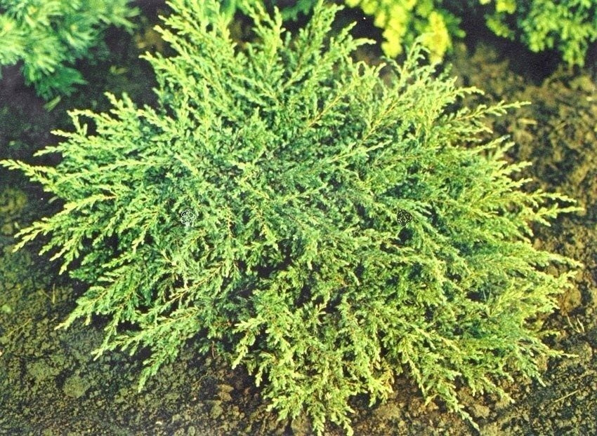 Jałowiec pospolity Repanda Juniperus communis P9