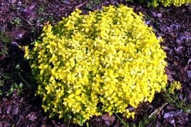Berberys Thunberga Golden Carpet PBR Berberis thunbergii C2